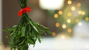 Zielony skarb zimy. Odkrywamy sekret najsłynniejszej bożonarodzeniowej tradycji