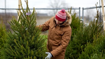 Gdzie można dostać choinkę za darmo?
