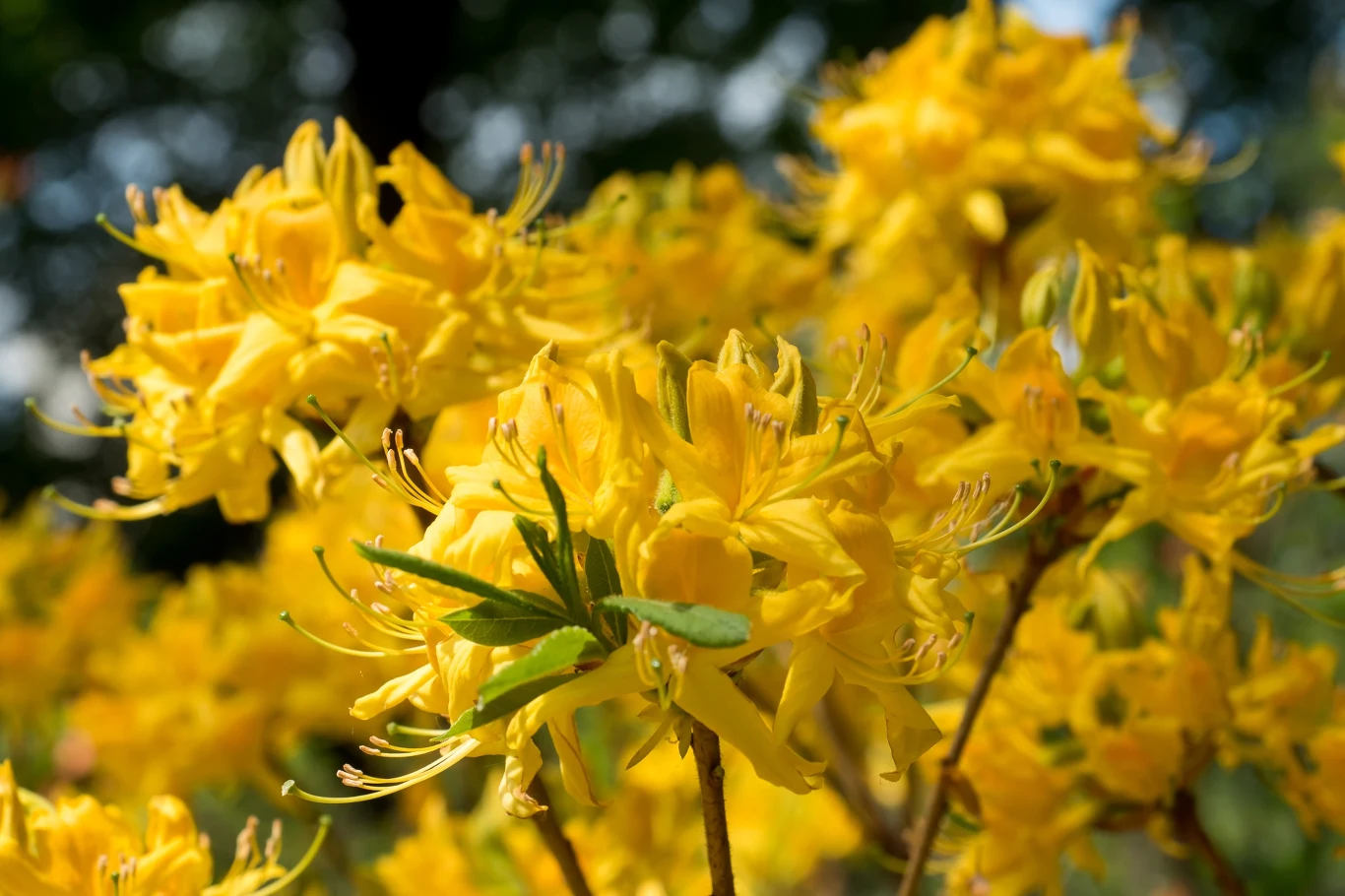 Różanecznik żółty Rhododendron luteum naturalnie występuje tylko na jednym stanowisku w Polsce.