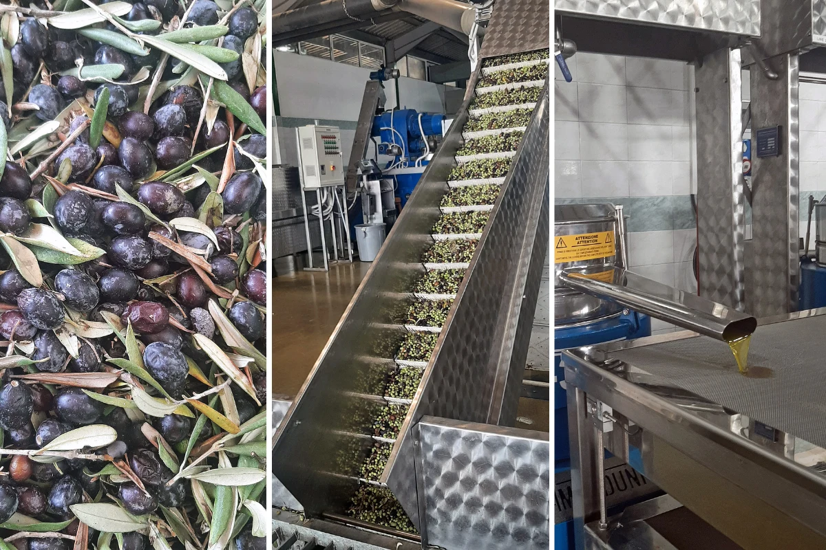 W Ktima Erotokritos można nie tylko degustować oliwę i nabyć produkty, ale też dowiedzieć się więcej o procesie produkcji W Ktima Erotokritos można nie tylko degustować oliwę i nabyć produkty, ale też dowiedzieć się więcej o procesie produkcji