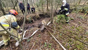 Uratowali łosia, który ugrzązł na torfowisku. Zwierzę wypatrzył spacerowicz