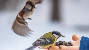 Dokarmianie ptaków w niektórych miejscach może być zabronione.