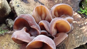 To jedne z najzdrowszych grzybów na świecie. W grudniu spotkasz je na każdym kroku