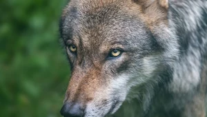 Rzeź wilków podsycana przez brutalne prawo. Wielka hańba w dziejach Polski