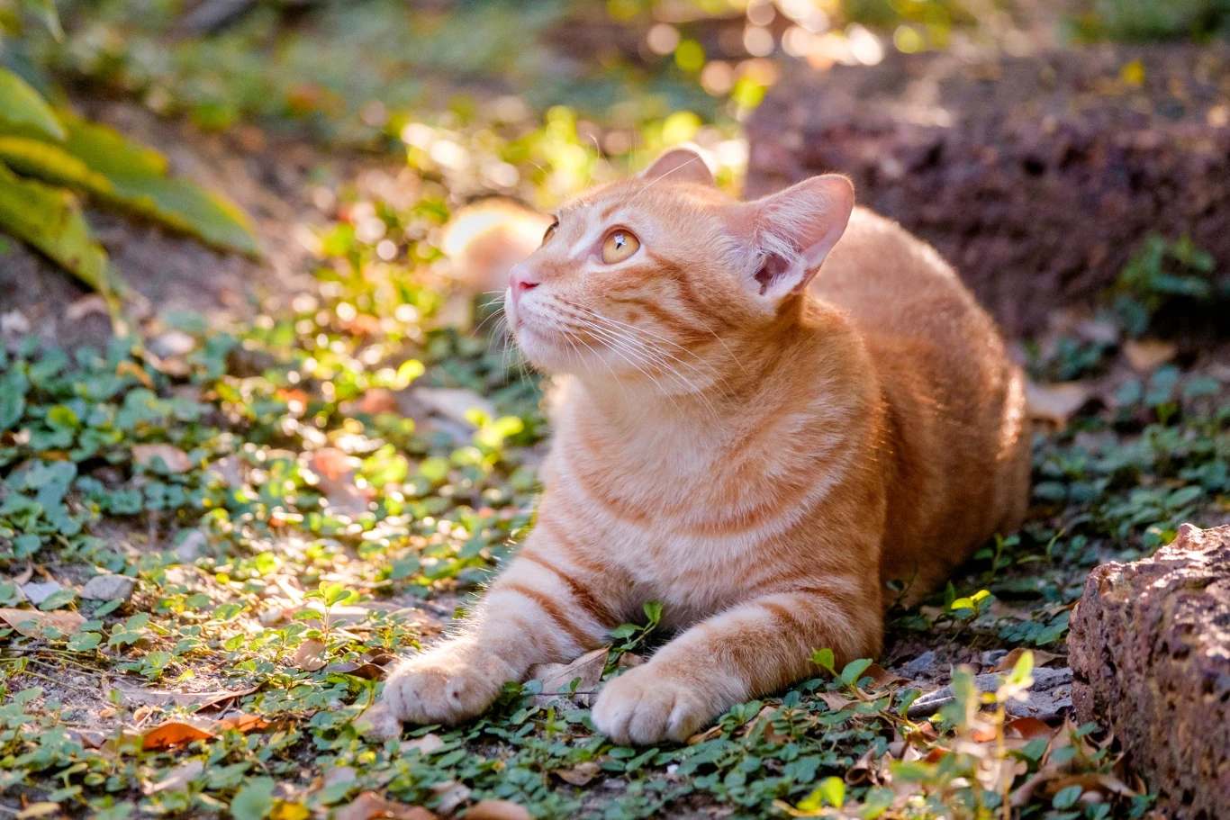 Koty są mięsożerne, więc są bardziej narażone na wirusa ptasiej grypy