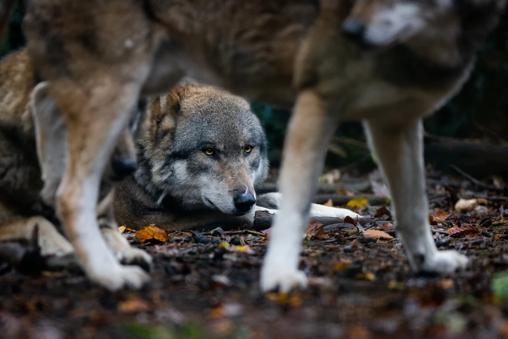 Jak wygląda leśna współpraca wilków i kruków?