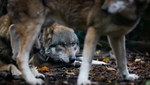 W lesie zawarto układ. Naturalne drony wskazują ofiarę