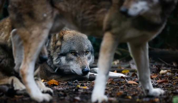 W lesie zawarto układ. Naturalne drony wskazują ofiarę