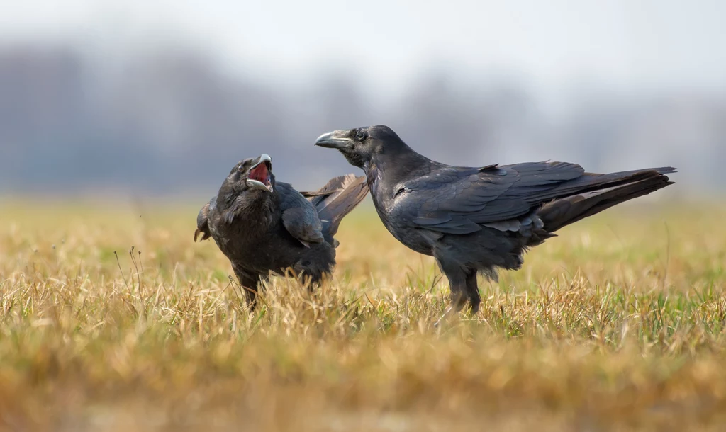 Kruki są dla wilków naturalnymi dronami. Nawigują do miejsca, w którym znajduje się potencjalna ofiara