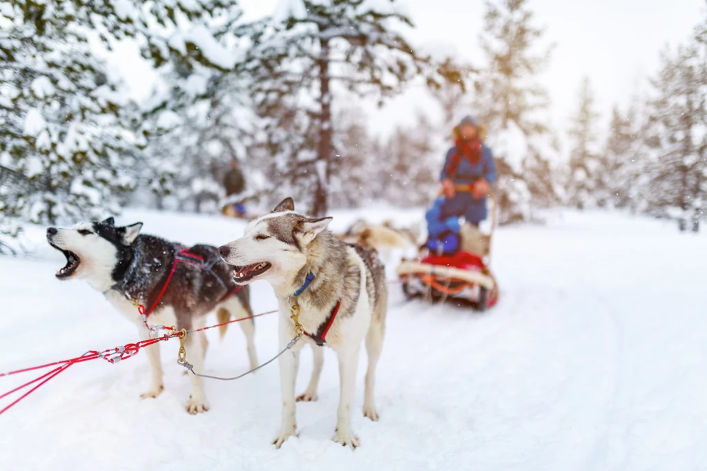 Farma z psami alaskan husky oferuje barter. Zdjęcie ilustracyjne.