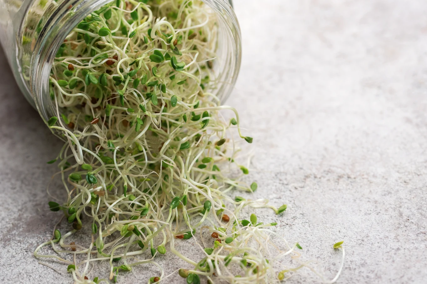 Kiełki są doskonałym źródłem witamin i minerałów