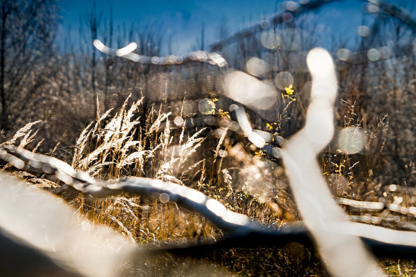 Niektóre okazy, np. chrząszczy, grzybów, czy porostów, występujące w Beskidzie Niskim, charakteryzują się wysokim stopniem naturalności