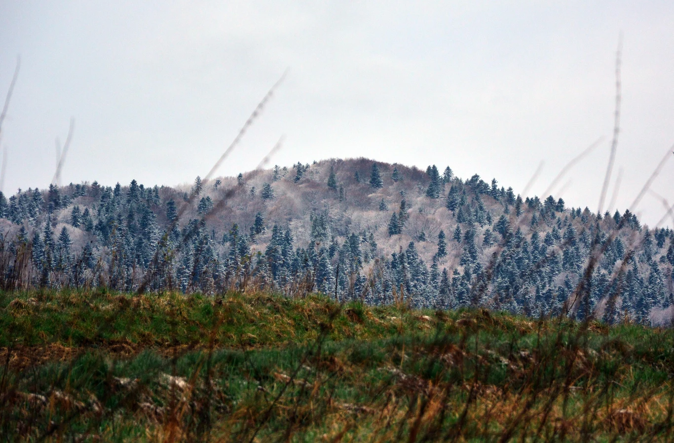 Na terenie Beskidu Niskiego zostały powołane dwa nowe rezerwaty - Kozie Żebro i Marokwiec-Gródek Na terenie Beskidu Niskiego zostały powołane dwa nowe rezerwaty - Kozie Żebro i Marokwiec-Gródek