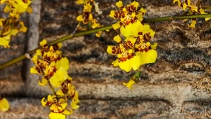 Ten storczyk jest jeszcze piękniejszy, niż tradycyjny. Jego kwiaty przypominają motyle