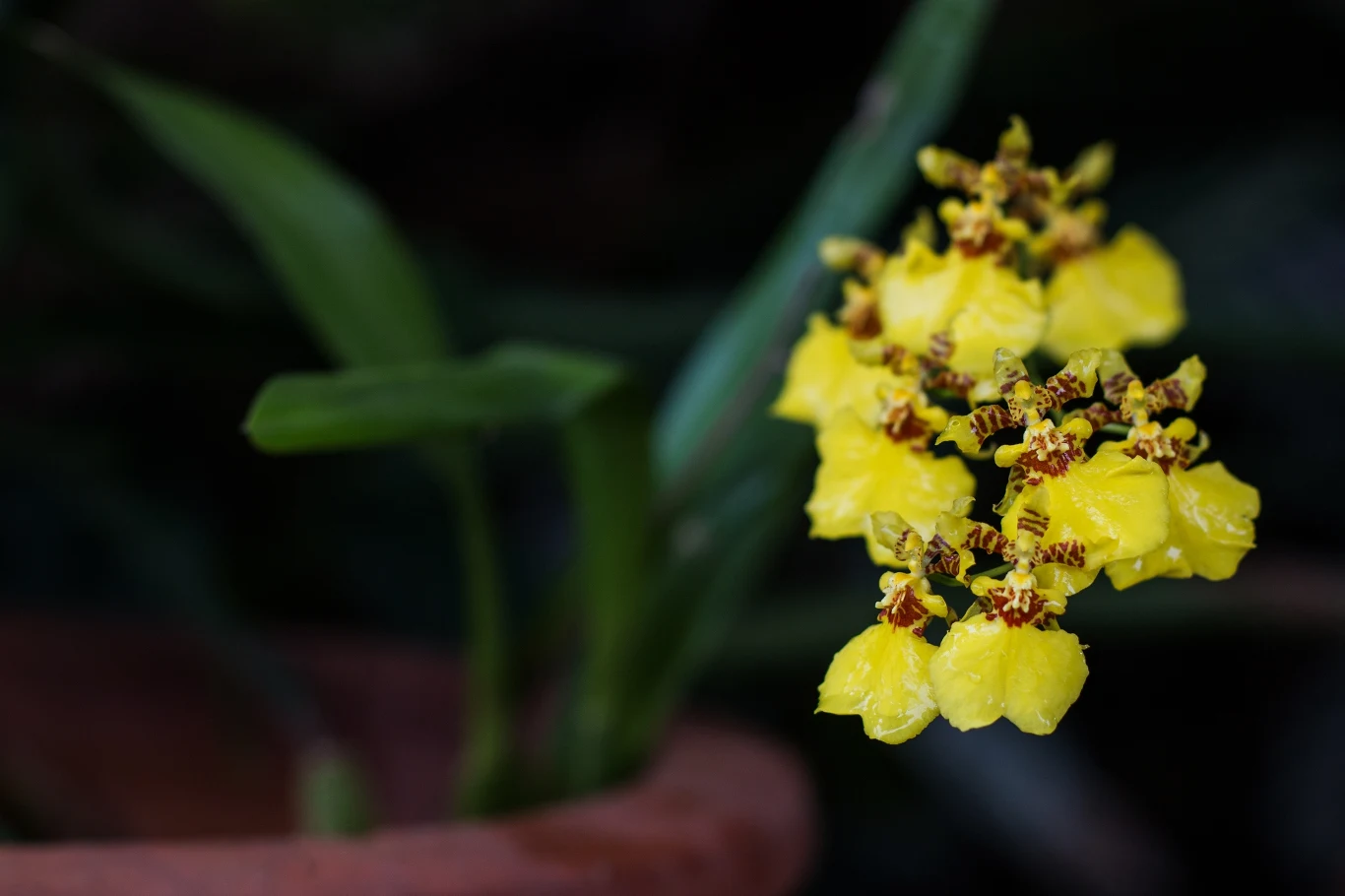 Storczyk motylnik urzeka swoimi pięknymi kwiatami
