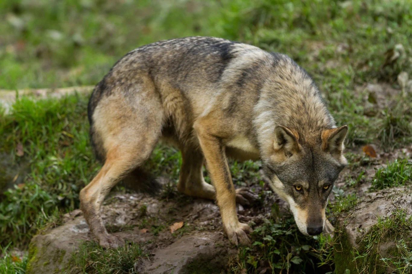 W Polsce żyje co najmniej 2-3 tys. wilków, ale dokładna liczba jest niemal niemożliwa do określenia