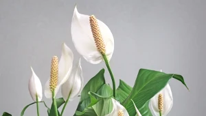 Po tej odżywce zakwitnie nawet najbardziej oporny skrzydłokwiat. Stosuj ją regularnie