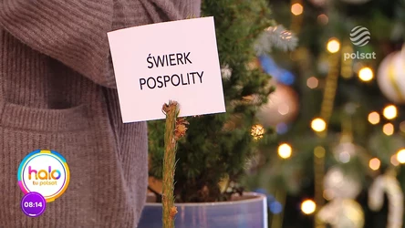 Domik Strzelec podpowiada, jak wybrać choinkę, by jak najdłużej cieszyła nasze oczy