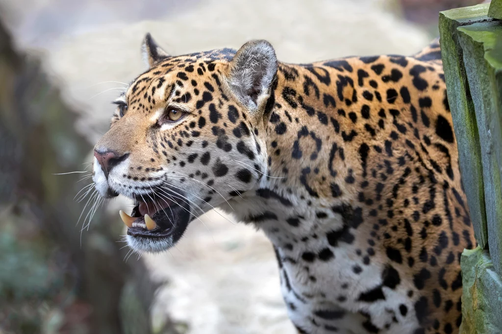 Jaguar jest zagrożony przez muchę śrubową Jaguar