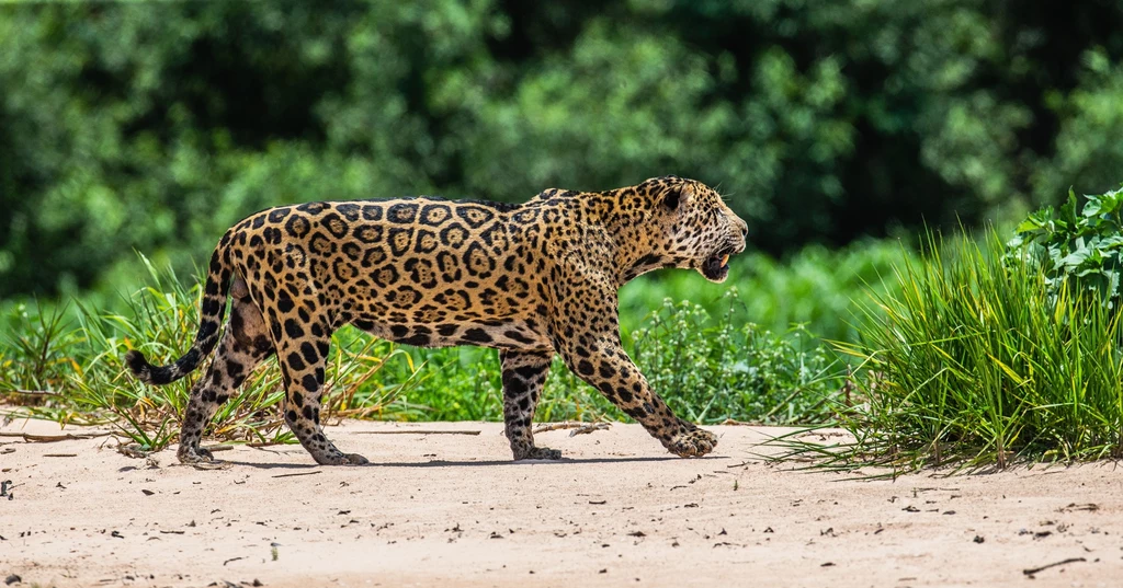 Jaguar w brazylijskim Pantanal