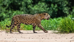 Nie tylko jaguary. Quiz o zwierzętach Ameryki Południowej, Znasz je?