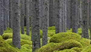 Do lasów weszli detektywi. Na kolanach szukają pochowanych w ściółce