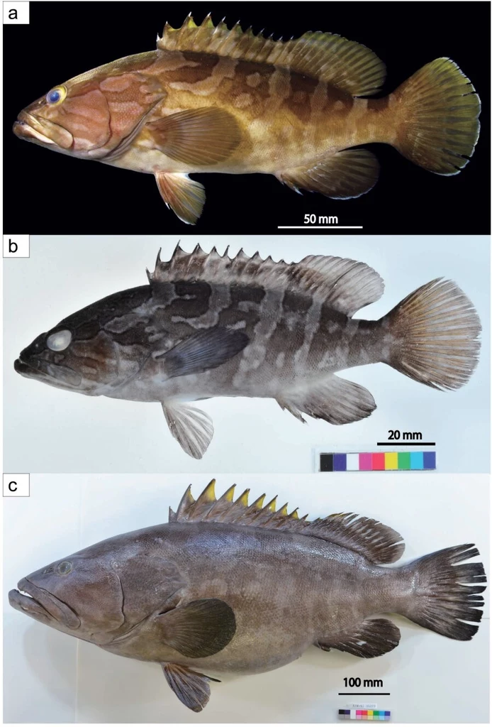 Strzępiel długozębny Epinephelus bruneus