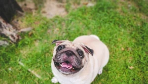 Psy z syndromem BOAS często oddychają przez otwarty pysk z powodu wrodzonych problemów z nozdrzami