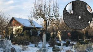 Myślisz, że w grudniu nie ma co robić w ogrodzie? To czas na sadzenie tych warzyw