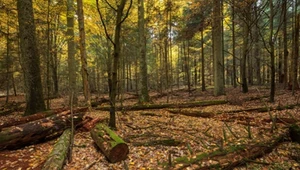 Miał być rezerwat. Nagle pojawiły się przeszkody. "Taktyka znana od lat"