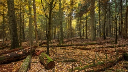 Po 29 latach ponownie otworzono rezerwat przyrody 