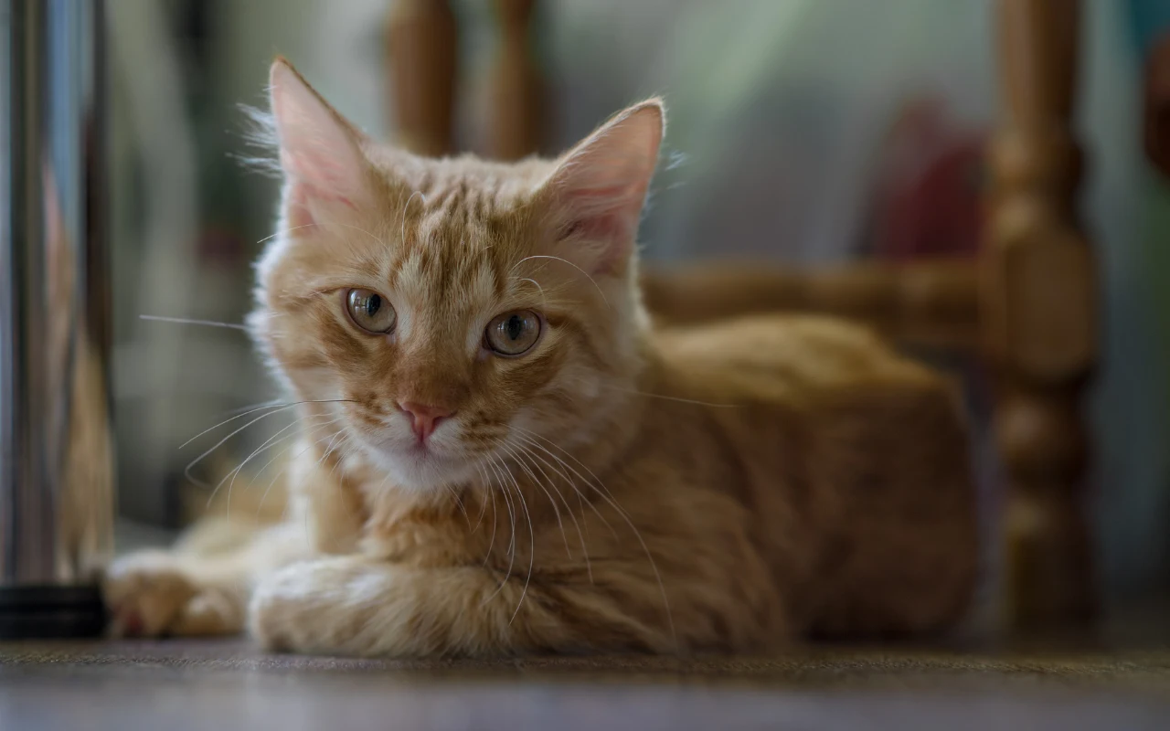 Obecność kota działa pozytywnie zarówno na naszą psychikę, jak i na zdrowie fizyczne