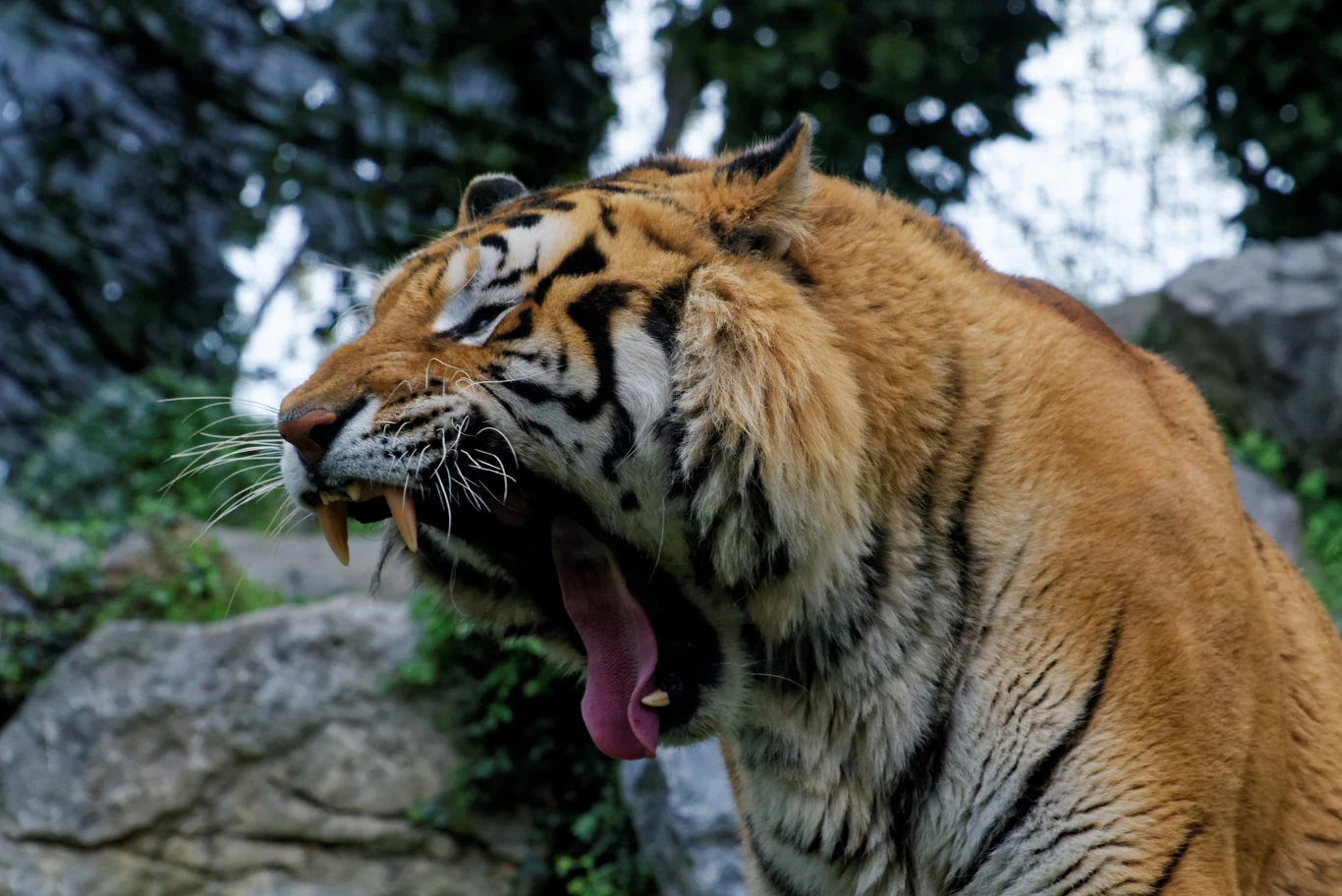 Tygrys syberyjski - największy podgatunek tego wielkiego kota