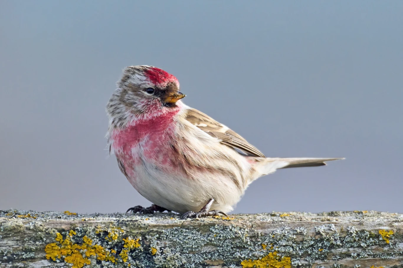 Czeczotka pojawia się w Polsce, ale nie każdej zimy