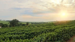 Kawowa mapa świata – gdzie są najlepsze plantacje kawy?