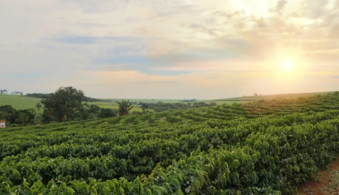 Kawowa mapa świata – gdzie są najlepsze plantacje kawy?