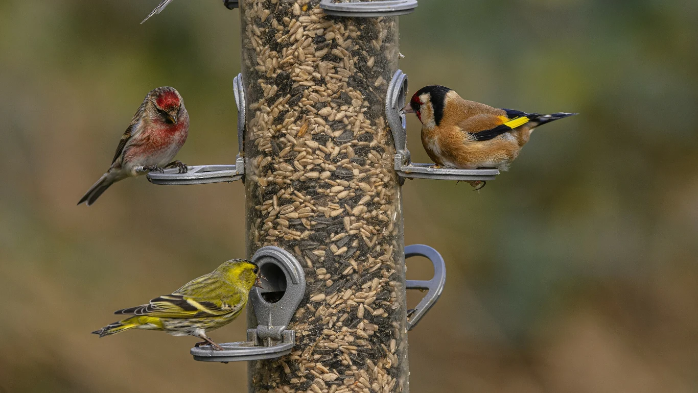 Ciekawy zestaw ptaków - czeczotka brązowa, czyż i szczygieł