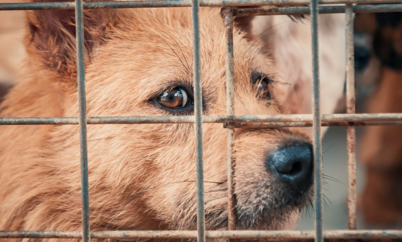 NIK zaznacza, że w gminach brakuje szeroko zakrojonych działań informacyjnych na temat sposobów zapobiegania bezdomności zwierząt domowych. NIK zaznacza, że w gminach brakuje szeroko zakrojonych działań informacyjnych na temat sposobów zapobiegania bezdomności zwierząt domowych.