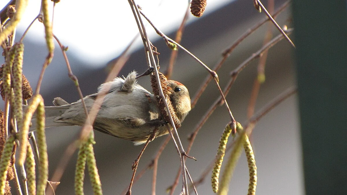 czeczotka w akrobatycznej pozie na gałązce brzozy