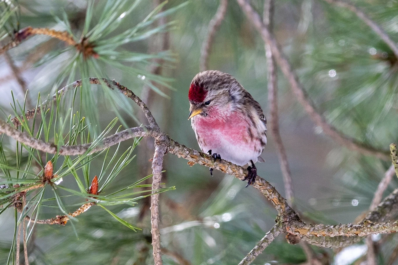 Czeczotka sfotografowana w marcu w Polsce
