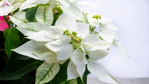 Gwiazda betlejemska nie musi być czerwona. Te odmiany kwitną na biało