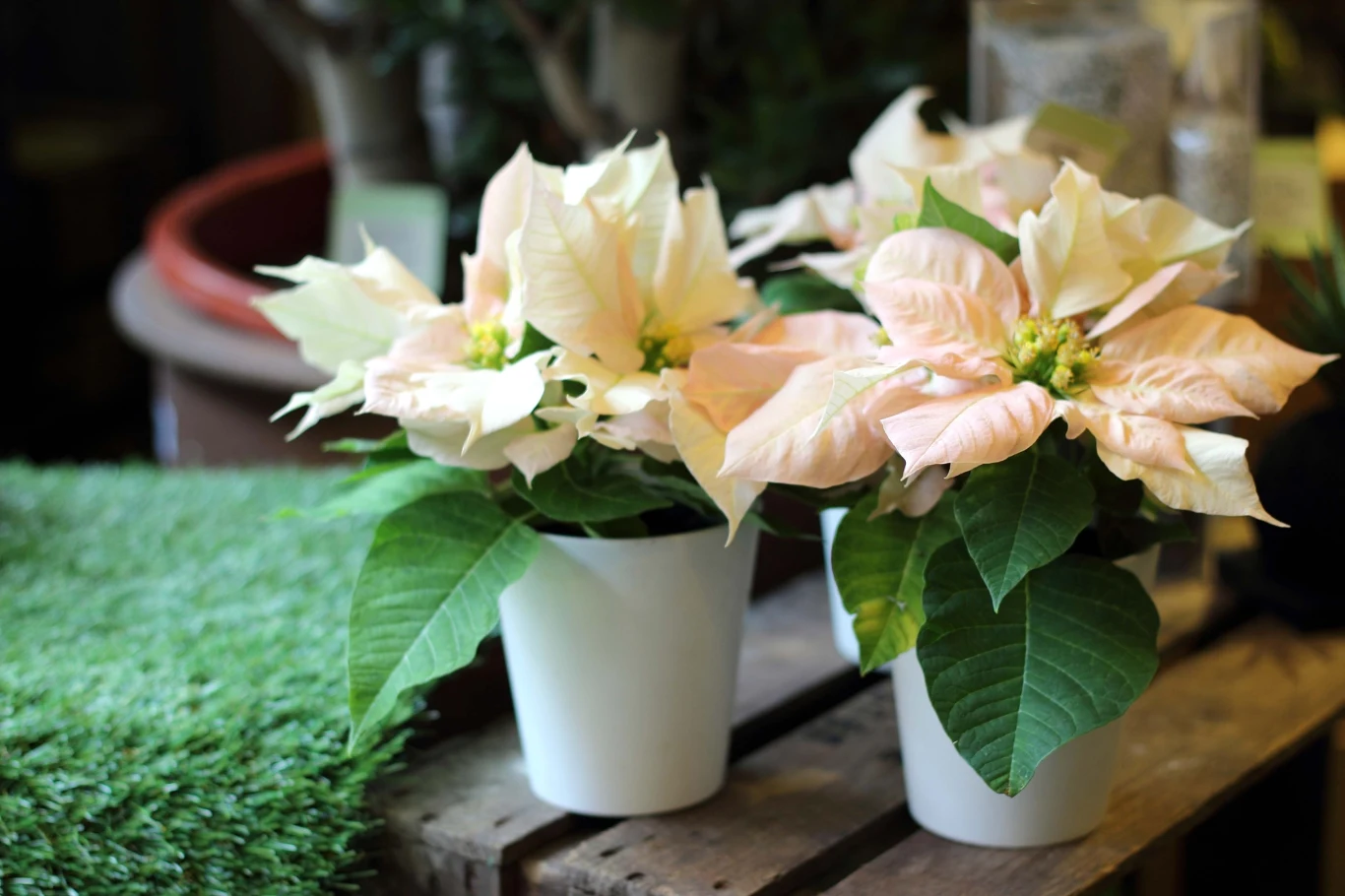 Biała gwiazda betlejemska wygląda równie piękni, co czerwona. 