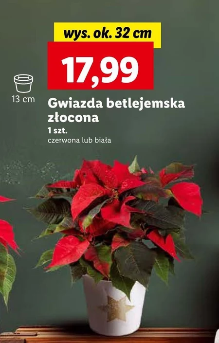 Gwiazda betlejemska Ok.