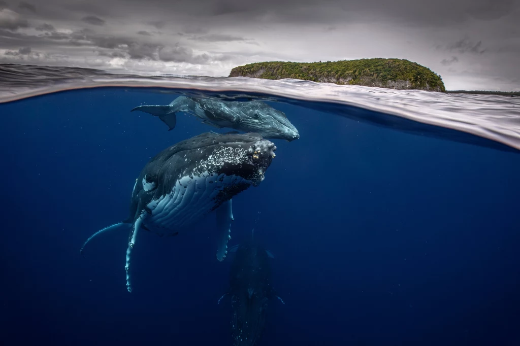 Humbaki to znani wędrowcy mórz i oceanów