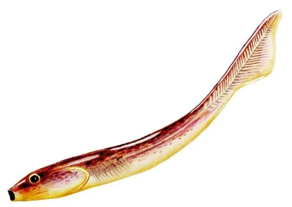 Palaeospondylus - daleki krewny rekinów