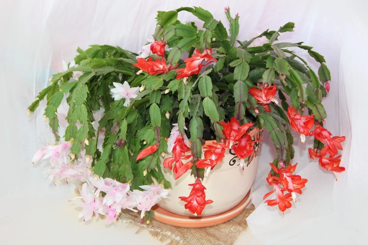 Jak pielęgnować grudnika? O tym trzeba pamiętać wiosną Grudnik w ozdobnej doniczce z czerwonymi i różowymi kwiatami, ustawiony w delikatnym świetle wiosennym.