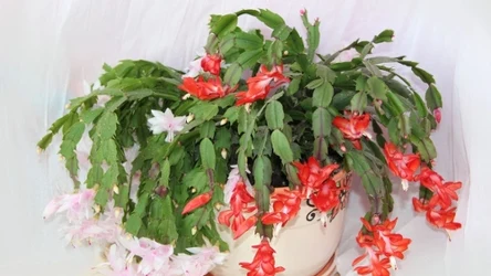 Jak pielęgnować grudnika? O tym trzeba pamiętać wiosną