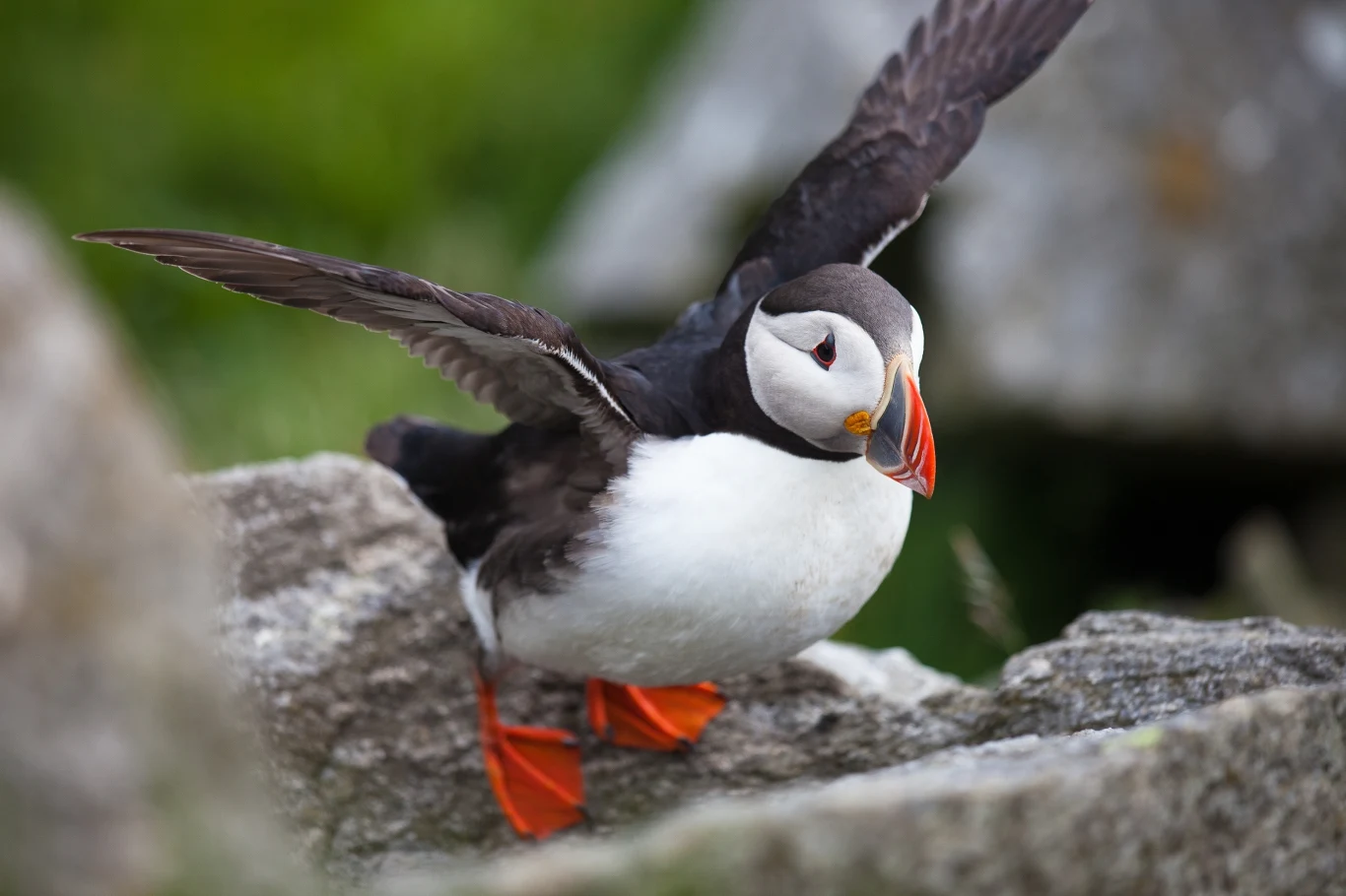 Ornitolodzy alarmują - maskonur jest narażony na wyginięcie