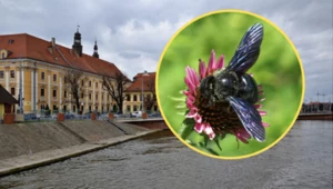 Czarna pszczoła na terenie Wrocławia. Ten gatunek jest ściśle chroniony 