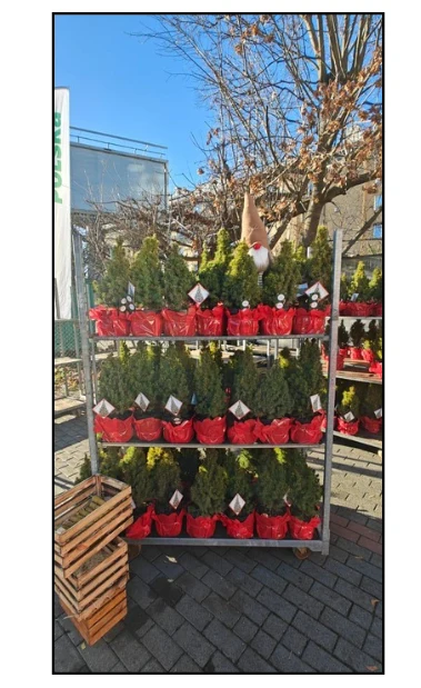 Pracownicy, którzy przynieśli odpady otrzymali drzewka